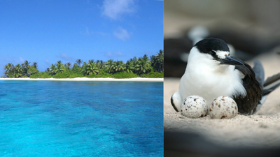 In 2024, Marshall Islands crews cleared rats from two remote islands: A year later, 2,000 sooty terns returned