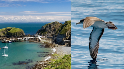 In 2002, Lundy began removing invasive rats; 11 years later, Manx shearwater pairs had risen from 300 to 3,000