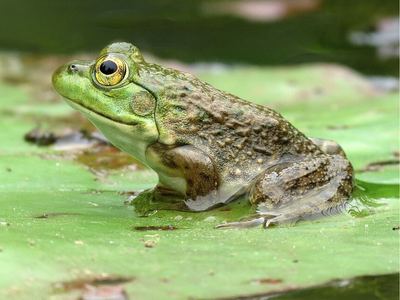 In the 1920s, Arizona’s State Game Department introduced bullfrogs for food and sport; the predators now eat young northern Mexican gartersnakes and move up to 7 miles