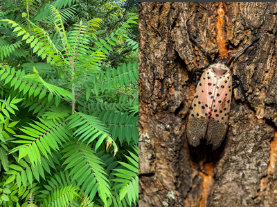 Invasive tree of heaven is helping spotted lanternflies spread across US by feeding them its toxic sap; here’s why scientists are using it as a trap