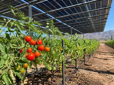 In a Biosphere 2-linked Arizona study, cherry tomatoes grew beneath solar panels with 50% less irrigation; midday water stress was about 40% lower across crops