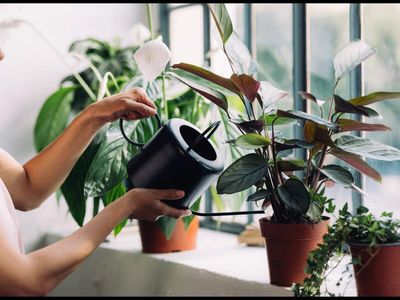NASA-recommended plants for indoor air quality: From Green Spider Plant to Peace Lily; here is the list of houseplants studied for their air-purifying potential