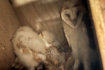 Conservation success as barn owl chicks thrive in Northern Ireland