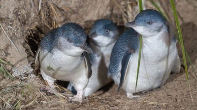 Australia to hand-vaccinate 5,000 wild penguins against bird flu spreading across wildlife; the birds’ nightly routine will make the daunting task possible