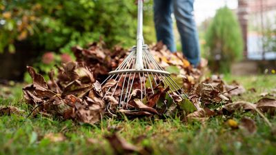 This Amazon Leaf Rake Isn't Like Regular Designs – Its Adjustable Head Reaches Tight Corners and Saves Storage Space