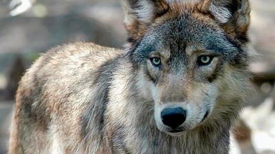 Wolf sightings rise in Italy after suspected attacks