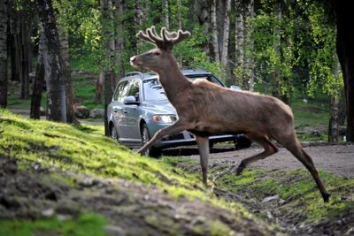 Volvo software updates aim to cut down on roadkill