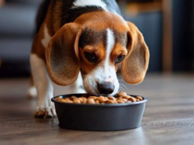 Wipro Consumer Care enters pet food market with launch of Snuggles