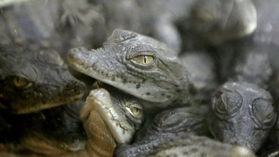 Nile crocodile eggs hatch naturally in French zoo following heatwaves