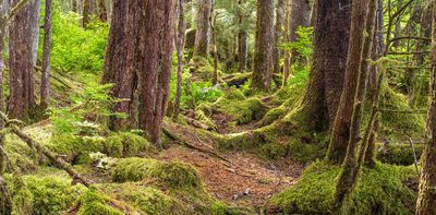 Why Trump’s plan to rescind the Roadless Rule protecting national forests will struggle in court