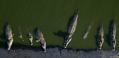 Crocodiles as prison guards: Israeli moat plan dehumanizes Palestinian prisoners