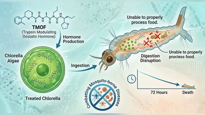 In 1997, University of Florida spent 10 years developing a mosquito “diet pill.” Today, larvae fed the hormone-treated algae starve within 72 hours, offering an eco-friendly way to fight disease-carrying pests