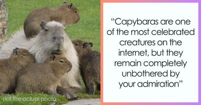 Meet The 80 Kilogram Rodent Who Became The Unofficial Mascot Of Not Caring What You Think