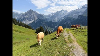 In 2025, research study warned 76 per cent of glacier mass would vanish bringing catastrophe to Himalayas, European Alps, Rockies of the US, Canada, and other parts of world but one country may not feel direct impact. Here's why