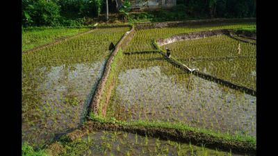 In 2000, UC Irvine led a 2-season study of rice paddies, finding crops emit ozone-depleting gases. Years later, the research still shows rice farming contributes 5% of atmospheric methyl iodide globally today