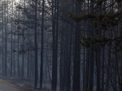 Why are some mountain trees moving downhill as the planet warms? Scientists may have an answer