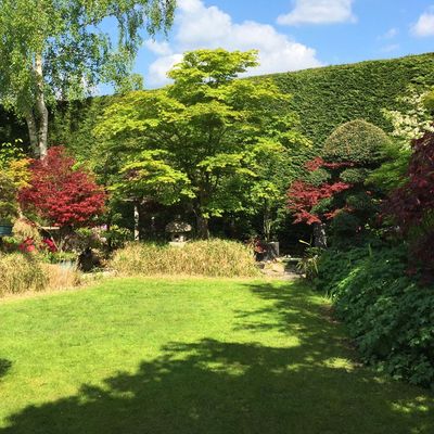 My neighbour’s hedge is over two metres tall – can I make them cut it down? Experts say it depends on the type