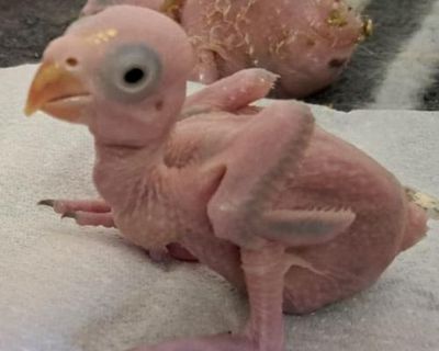 South African police arrest two Thai men for allegedly smuggling parrot eggs