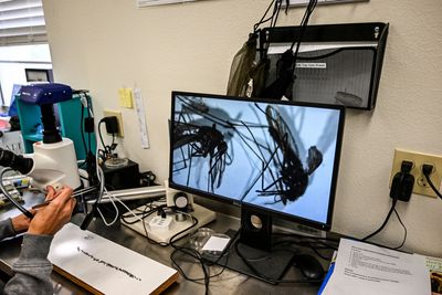 A Mosquito Built for Cities Moved Across Africa at Speeds Set by the Shape of the Land