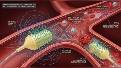 Earlier in 2026, Chinese and Hong Kong researchers built CiliaVine with 50 magnetic cilia to control blood flow. Now, the robot captured tumor cells from all 23 liver cancer patients tested, revealing potential for cancer diagnosis