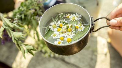 Why Gardeners Are Watering Their Plants With Chamomile Tea – And How to Do It