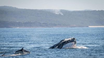 Whale feeding a delight for both tourism and science