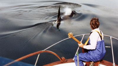 Why I spent 15 years playing guitar to killer whales: “I thought I was going to be the next Eric Clapton. As it turned out, I did something very unusual”