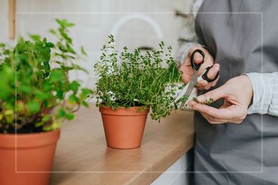 Fancy growing thyme for free? Expert shows how to grow the fragrant herb from a supermarket cutting