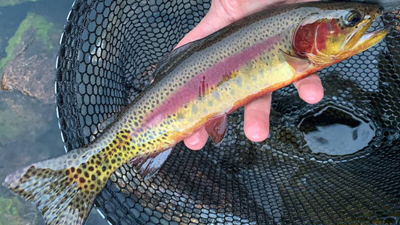After invasive rainbow trout threaten to erase Yellowstone’s native cutthroat fish, officials shut Buffalo Creek to wipe them out