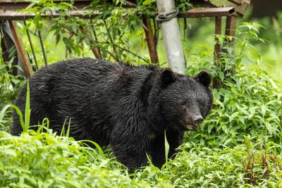 Japan killed 14,000 bears after a rise in deadly attacks on people – but will it work?