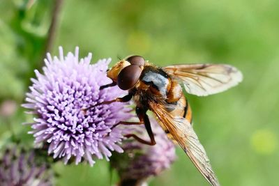 Country diary: A stonking great harmful hornet? Ah it’s only a fly