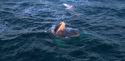 Videos capture humpback whales stopping to snack as they migrate along Australia’s coast