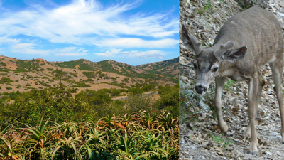 In the late 1920s, 22 mule deer were brought to Catalina Island for hunting; by 1947, there were 2,500