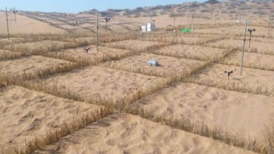 How burying straw helped China stabilise shifting desert sand and restore vegetation