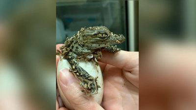 France heatwave: 10 Nile crocodiles hatch on their own for the first time