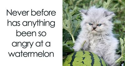 30 Funny Cat Posts That Prove Life With Cats Is Never Boring, As Shared By This Page