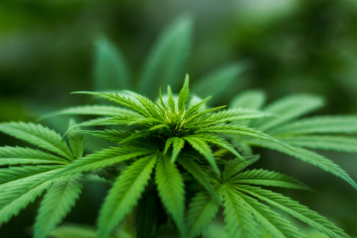 'More Dispensaries Than Liquor Stores': How Canada Became the World's Biggest Cannabis Market