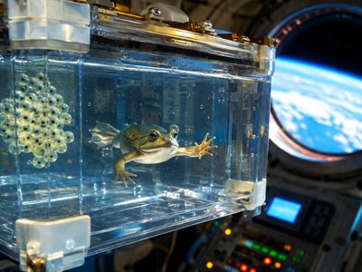 In 1992, Endeavour carried 4 female African clawed frogs into orbit; their eggs were fertilized in microgravity and developed into apparently normal tadpoles