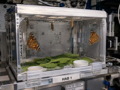 In 2009, NASA sent four painted lady caterpillars to the ISS; reports said all four completed metamorphosis and emerged as adult butterflies in microgravity