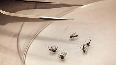 West Nile virus: 75 new cases in a week, 232 infections and 19 deaths in Greece