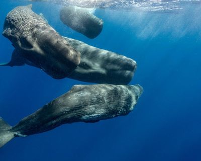 How decoding beluga whales’ chitchat may save them – and teach us more about ourselves