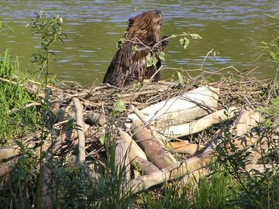 Washington state biologists reintroduced beavers on tributaries, and within years their dams slowed stream flow and rebuilt banks that resist erosion