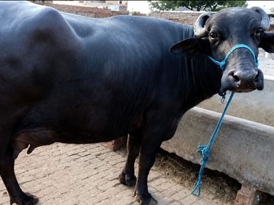 Forget property disputes, Bihar police orders DNA test to settle who owns a buffalo