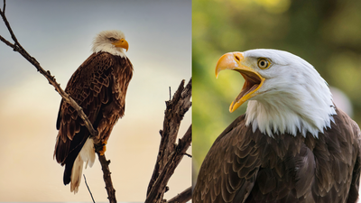Louisiana announces $20,000 reward after bald eagle is fatally shot near Lake Peigneur, investigators seek person responsible for killing protected bird
