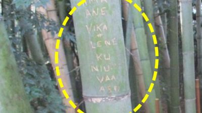 Tourists carved names into around 350 bamboo stalks in Kyoto’s Arashiyama grove; the damage cannot be repaired, so officials began cutting bamboo and moving the grove beyond visitors’ reach