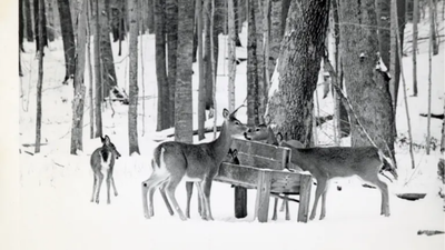 A Michigan businessman brought nine white-tailed deer to North Manitou Island in 1926; decades later, the artificial herd had grown to an estimated 2,000