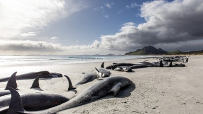 Researchers examined pilot whales stranded around Hawaii over 13 years; 3 had swallowed up to 12 pounds of marine debris, including as many as 35,543 pieces of plastic in a single stomach