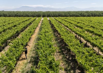 Extreme weather has cost California farmers over $800 million this year