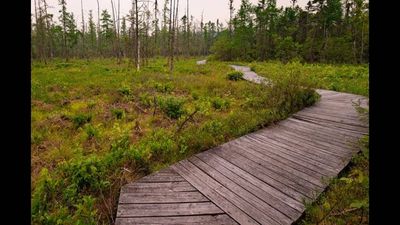 In 2012, Ray Milewski and students set research plots at Pennsylvania's Tannersville Cranberry Bog. 10 years later, researchers cleared shrubs to help rare native plants return to the bog