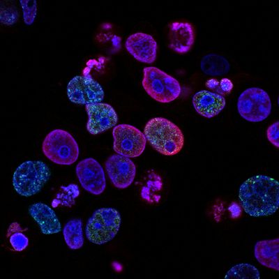 Dr. Elsa R. Flores on Why Cancer Treatments Stop Working — and What Researchers Can Learn from Resistance